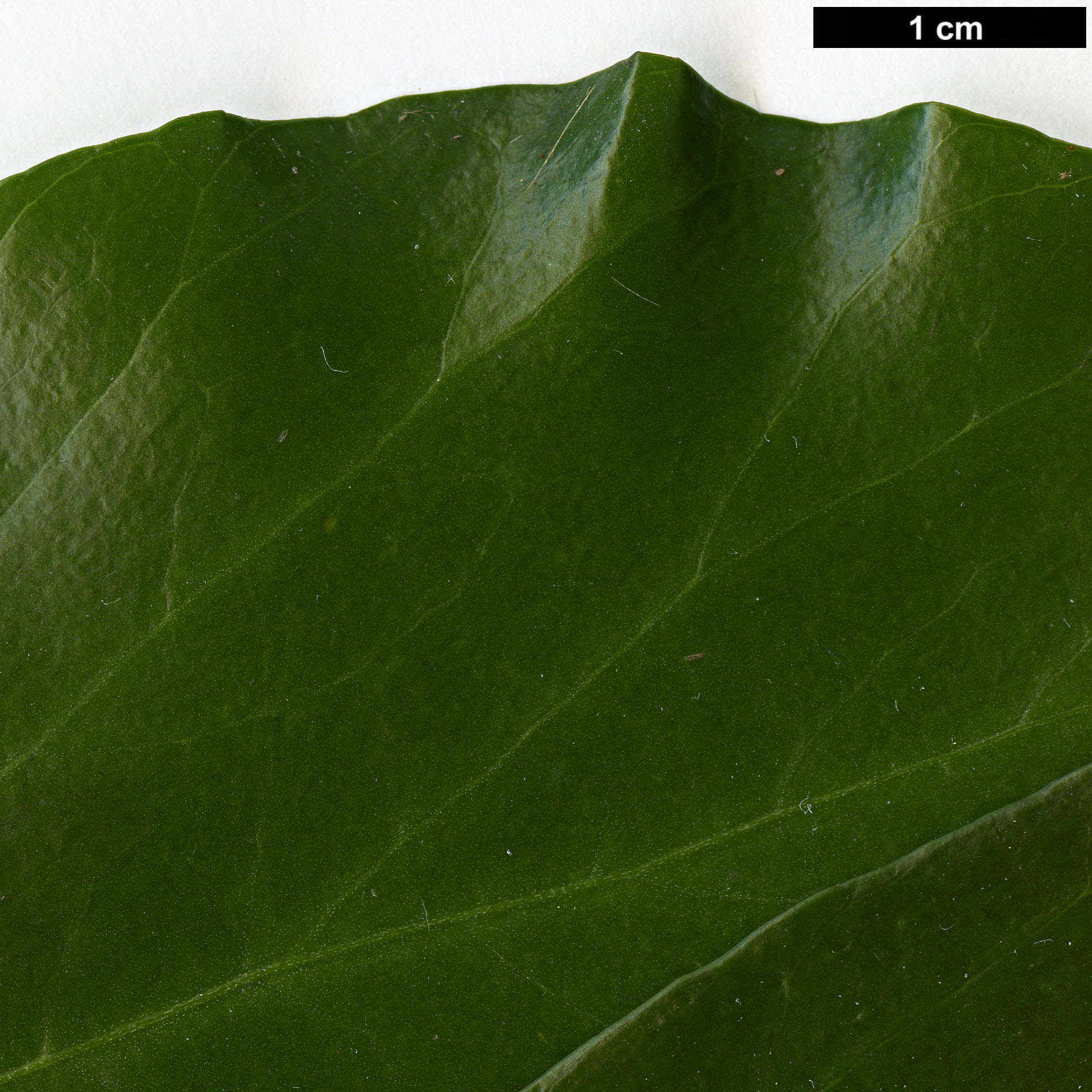 High resolution image: Family: Araliaceae - Genus: Hedera - Taxon: colchica High resolution image: Family: Araliaceae - Genus: Hedera - Taxon: colchica